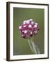 Rosy Pussytoes (Antennaria Microphylla), Glacier Nat'l Park, Montana, USA-James Hager-Framed Photographic Print