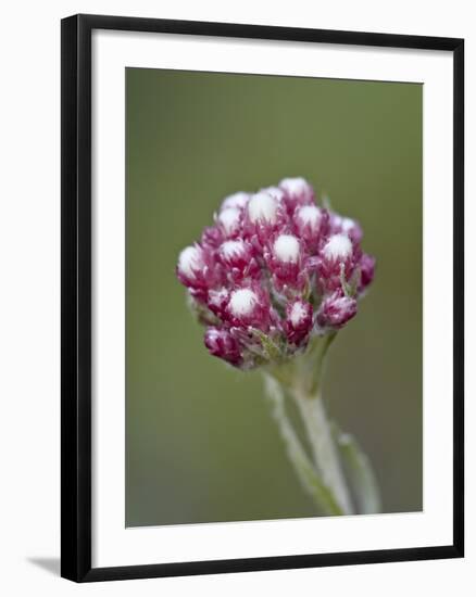 Rosy Pussytoes (Antennaria Microphylla), Glacier Nat'l Park, Montana, USA-James Hager-Framed Photographic Print