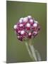 Rosy Pussytoes (Antennaria Microphylla), Glacier Nat'l Park, Montana, USA-James Hager-Mounted Photographic Print