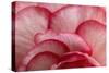 Rosy Red Ruffles I-Rita Crane-Stretched Canvas
