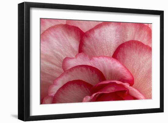 Rosy Red Ruffles I-Rita Crane-Framed Photographic Print
