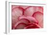 Rosy Red Ruffles I-Rita Crane-Framed Photographic Print