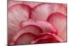 Rosy Red Ruffles I-Rita Crane-Mounted Photographic Print
