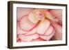 Rosy Red Ruffles II-Rita Crane-Framed Photographic Print