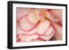 Rosy Red Ruffles II-Rita Crane-Framed Photographic Print