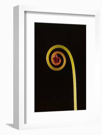 Rosy sundew curled flower bud-Adrian Davies-Framed Photographic Print