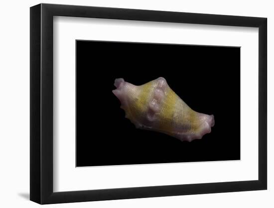 Rotaovula Hirohitoi-Paul Starosta-Framed Photographic Print