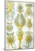 Rotatoria Nature Art Print Poster by Ernst Haeckel-null-Mounted Poster