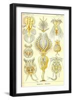 Rotatoria, Rotifera Worms-Ernst Haeckel-Framed Art Print
