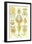 Rotatoria, Rotifera Worms-Ernst Haeckel-Framed Art Print