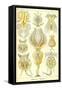 Rotatoria, Rotifera Worms-Ernst Haeckel-Framed Stretched Canvas