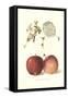 Roter Eiserapfel Apples-null-Framed Stretched Canvas