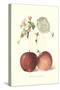 Roter Eiserapfel Apples-null-Stretched Canvas