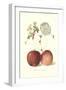 Roter Eiserapfel Apples-null-Framed Art Print