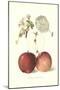 Roter Eiserapfel Apples-null-Mounted Art Print