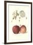 Roter Eiserapfel Apples-null-Framed Art Print