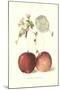 Roter Eiserapfel Apples-null-Mounted Art Print