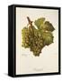 Rotgipfter Grape-J. Troncy-Framed Stretched Canvas