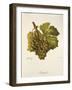 Rotgipfter Grape-J. Troncy-Framed Giclee Print