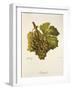 Rotgipfter Grape-J. Troncy-Framed Giclee Print