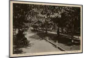 Rothschild Boulevard, Tel Aviv, Israel-null-Mounted Photographic Print