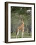 Rothschild Giraffe Feeding on Tree Leaves, Lake Nakuru National Park, Kenya-null-Framed Photographic Print