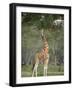 Rothschild Giraffe Feeding on Tree Leaves, Lake Nakuru National Park, Kenya-null-Framed Photographic Print