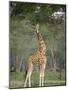 Rothschild Giraffe Feeding on Tree Leaves, Lake Nakuru National Park, Kenya-null-Mounted Photographic Print