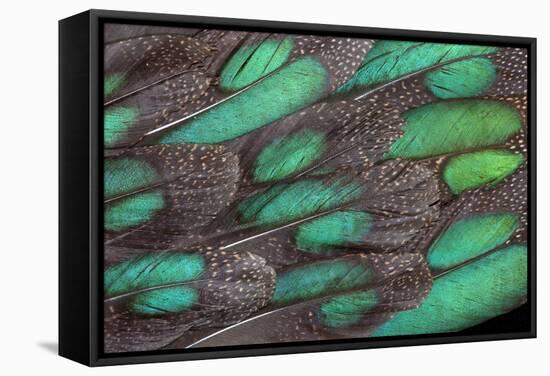 Rothschild Peacock Pheasant Tail Feathers-Darrell Gulin-Framed Stretched Canvas