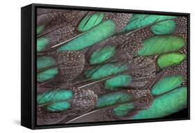 Rothschild Peacock Pheasant Tail Feathers-Darrell Gulin-Framed Stretched Canvas