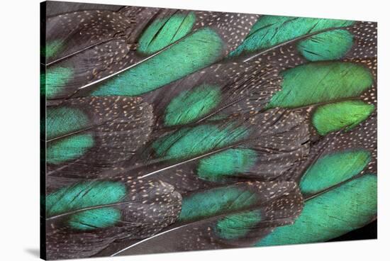 Rothschild Peacock Pheasant Tail Feathers-Darrell Gulin-Stretched Canvas