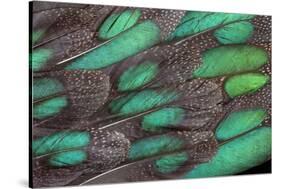 Rothschild Peacock Pheasant Tail Feathers-Darrell Gulin-Stretched Canvas