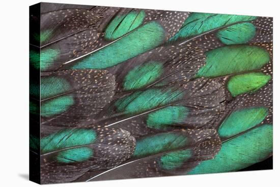 Rothschild Peacock Pheasant Tail Feathers-Darrell Gulin-Stretched Canvas