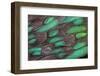 Rothschild Peacock Pheasant Tail Feathers-Darrell Gulin-Framed Premium Photographic Print