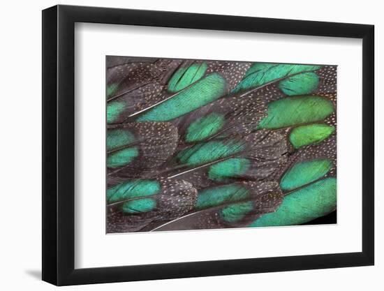 Rothschild Peacock Pheasant Tail Feathers-Darrell Gulin-Framed Premium Photographic Print