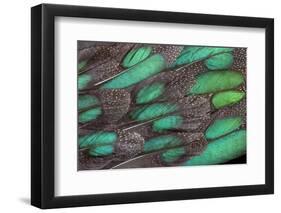 Rothschild Peacock Pheasant Tail Feathers-Darrell Gulin-Framed Premium Photographic Print