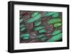 Rothschild Peacock Pheasant Tail Feathers-Darrell Gulin-Framed Premium Photographic Print