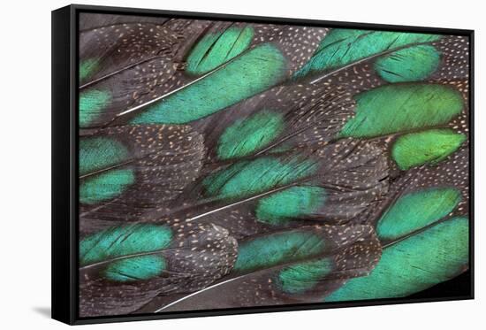 Rothschild Peacock Pheasant Tail Feathers-Darrell Gulin-Framed Stretched Canvas