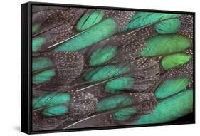 Rothschild Peacock Pheasant Tail Feathers-Darrell Gulin-Framed Stretched Canvas