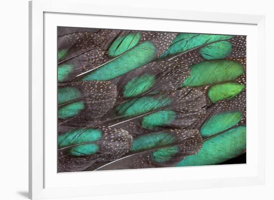 Rothschild Peacock Pheasant Tail Feathers-Darrell Gulin-Framed Photographic Print