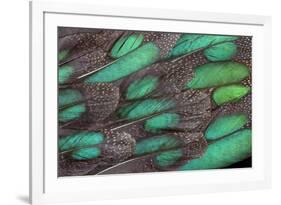 Rothschild Peacock Pheasant Tail Feathers-Darrell Gulin-Framed Photographic Print