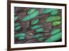 Rothschild Peacock Pheasant Tail Feathers-Darrell Gulin-Framed Photographic Print