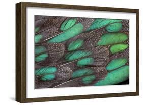 Rothschild Peacock Pheasant Tail Feathers-Darrell Gulin-Framed Photographic Print