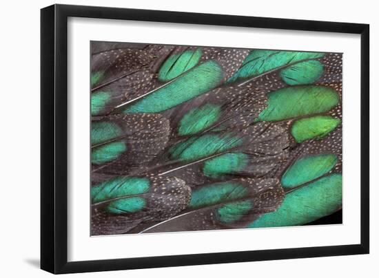 Rothschild Peacock Pheasant Tail Feathers-Darrell Gulin-Framed Photographic Print