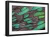 Rothschild Peacock Pheasant Tail Feathers-Darrell Gulin-Framed Photographic Print