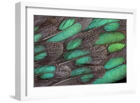 Rothschild Peacock Pheasant Tail Feathers-Darrell Gulin-Framed Photographic Print