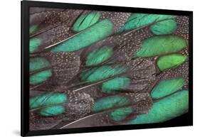 Rothschild Peacock Pheasant Tail Feathers-Darrell Gulin-Framed Photographic Print