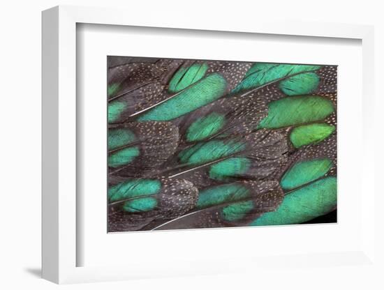 Rothschild Peacock Pheasant Tail Feathers-Darrell Gulin-Framed Photographic Print