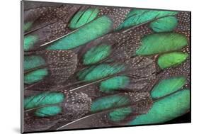 Rothschild Peacock Pheasant Tail Feathers-Darrell Gulin-Mounted Photographic Print