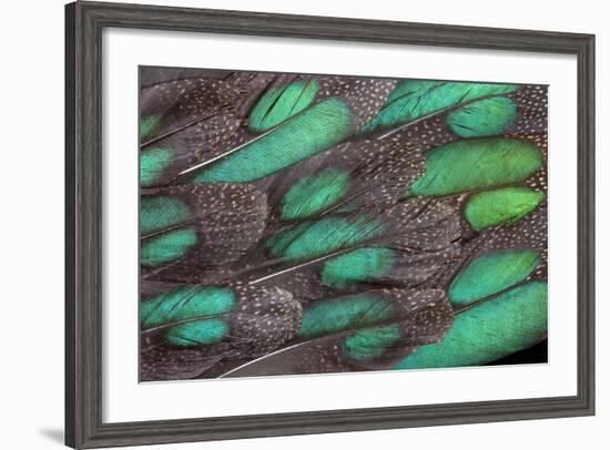 Rothschild Peacock Pheasant Tail Feathers-Darrell Gulin-Framed Photographic Print